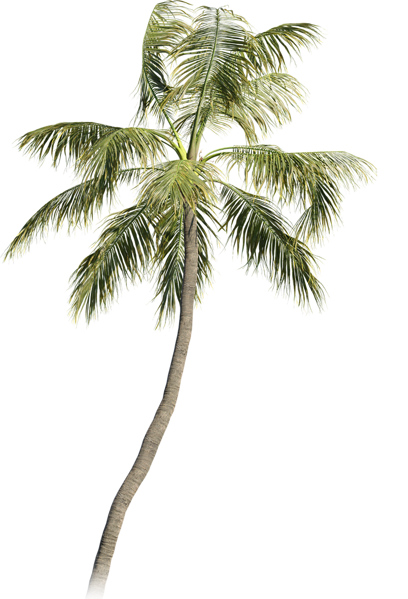 a palm tree is shown against a black background