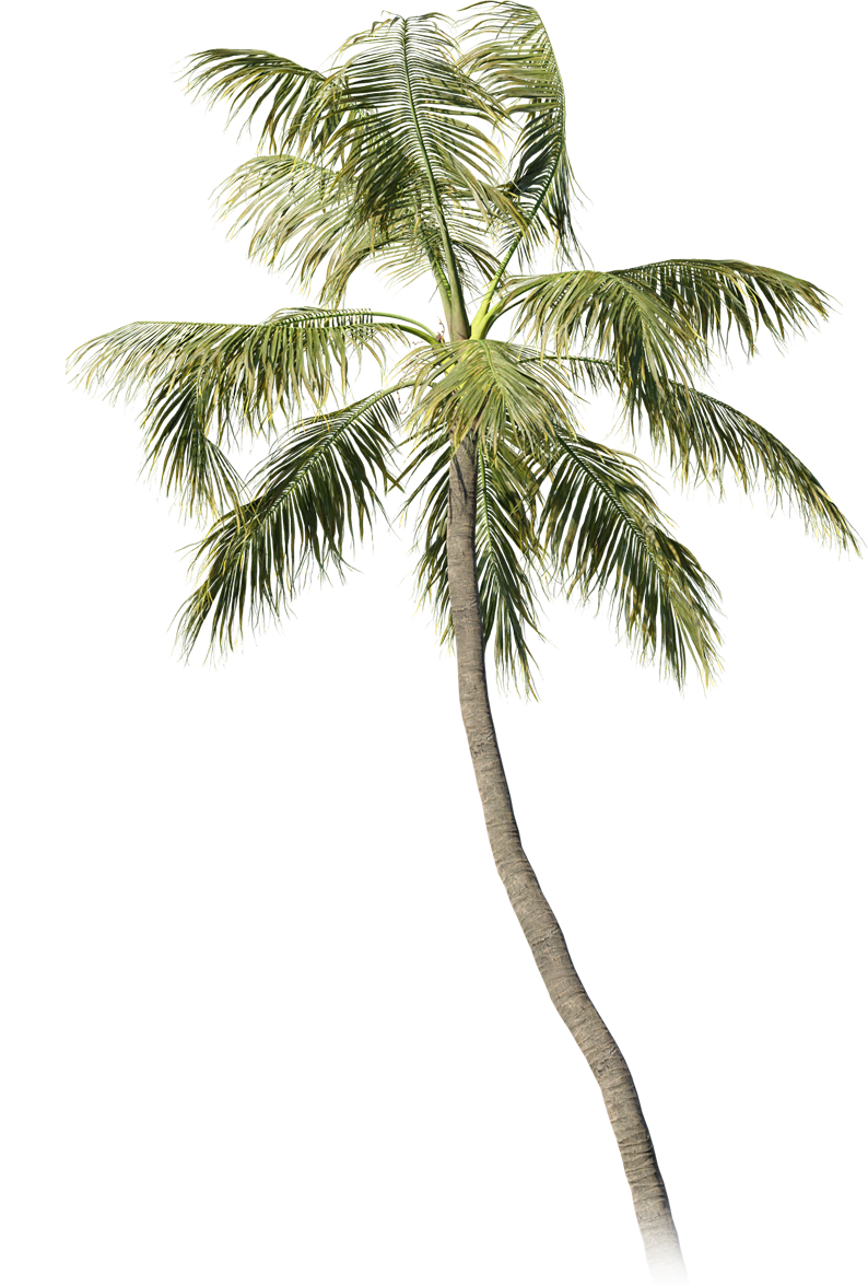 a palm tree is shown against a black background